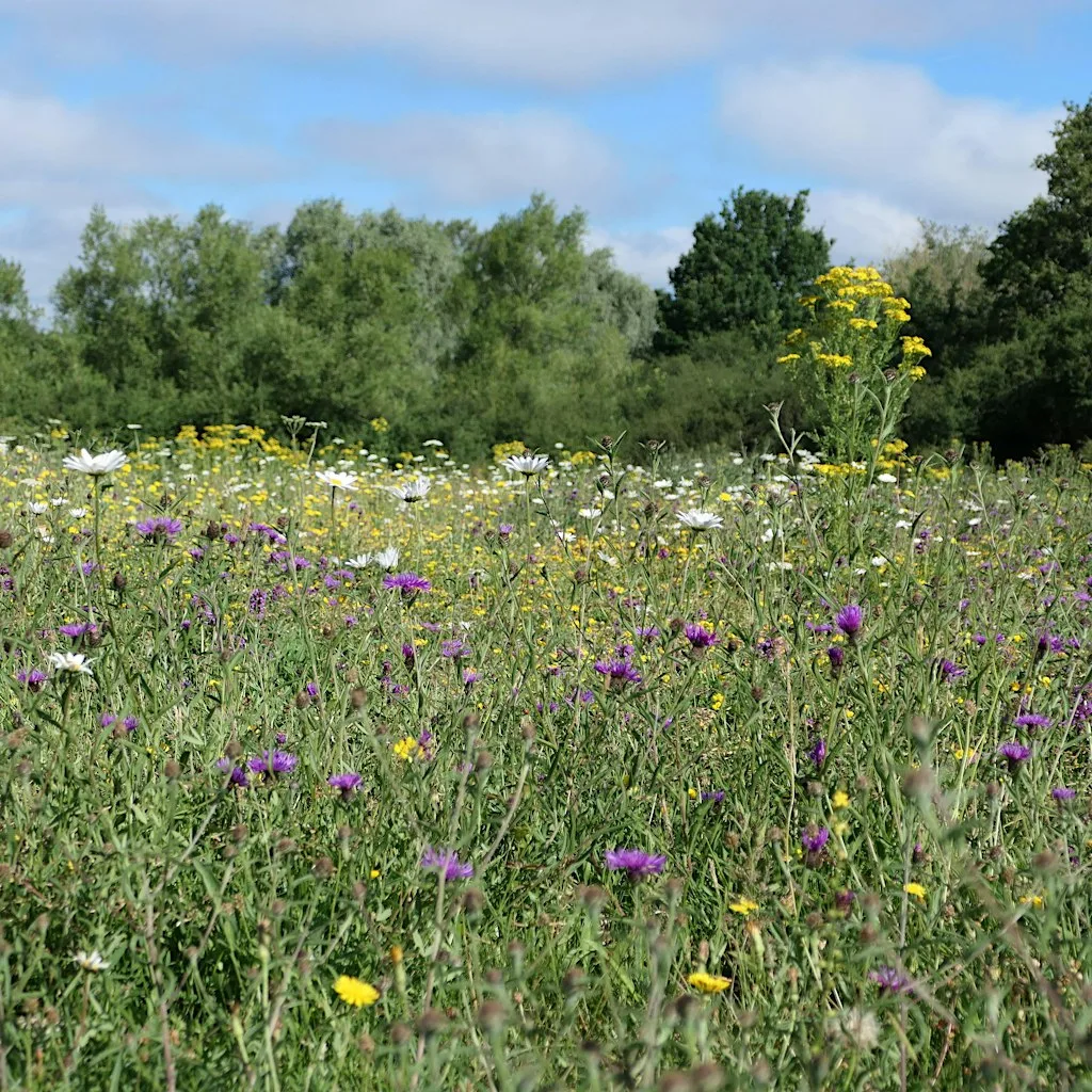 Discover the Plants and Fungi of Woods Mill Nature Reserve (100337035) at Woods Mill Nature Reserve