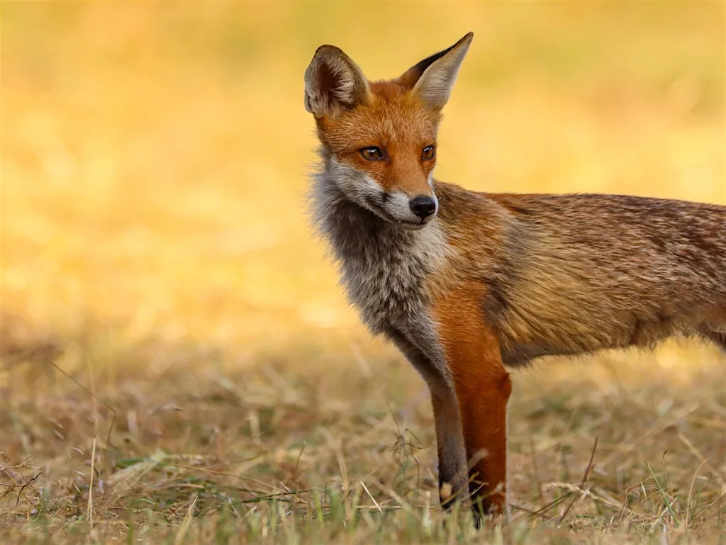 East London Wildlife Photography Workshop