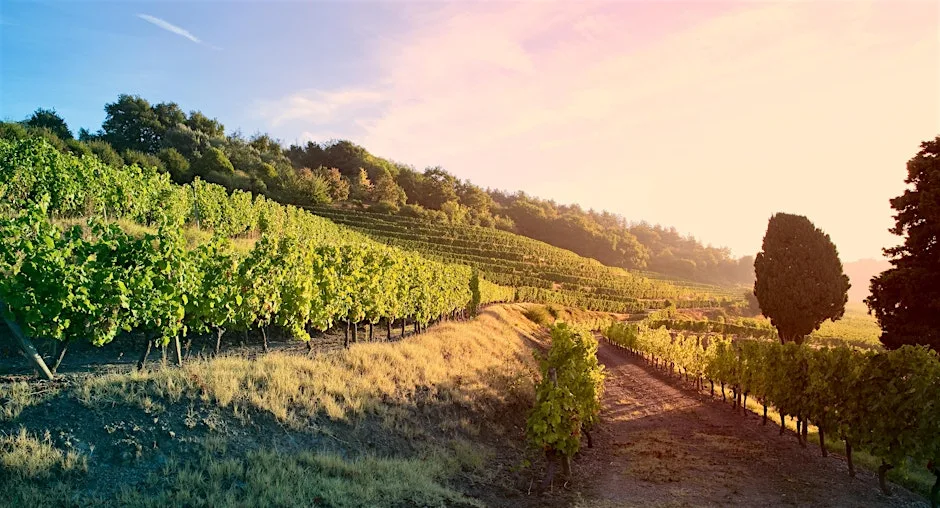 Pinot Noir Around The World at Jeroboams King's Road
