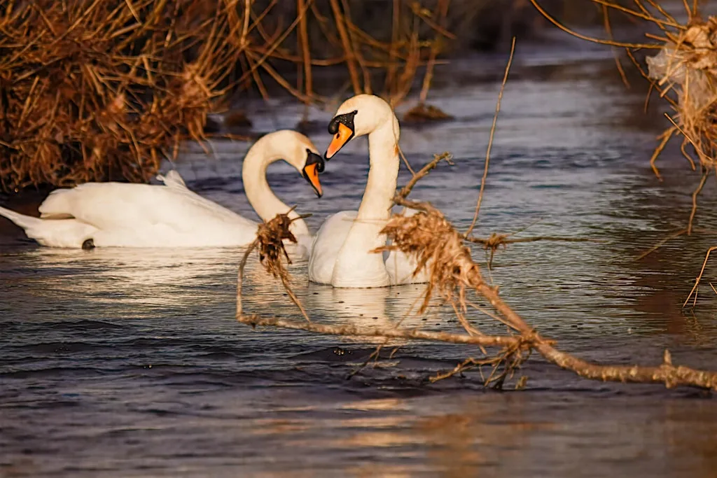 Wildlife Photography Workshop at Withymoor Playing Fields