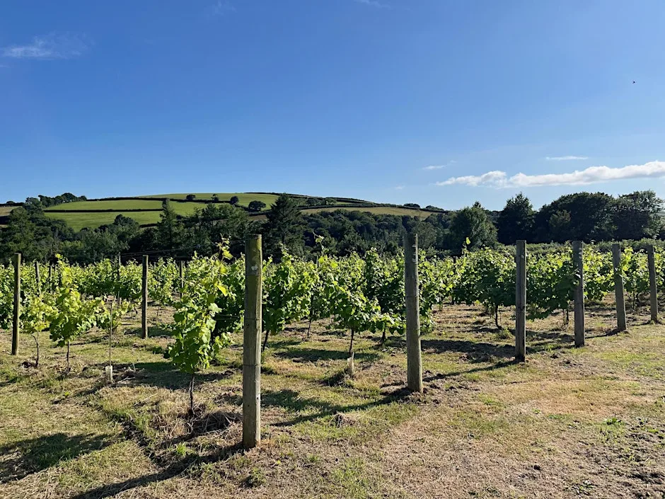 An Fos Vineyard Open Day
