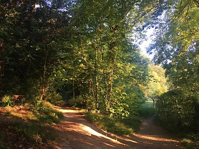 Forest Bathing at Attenborough Nature Reserve at Attenborough Nature Reserve - Parking at ANC