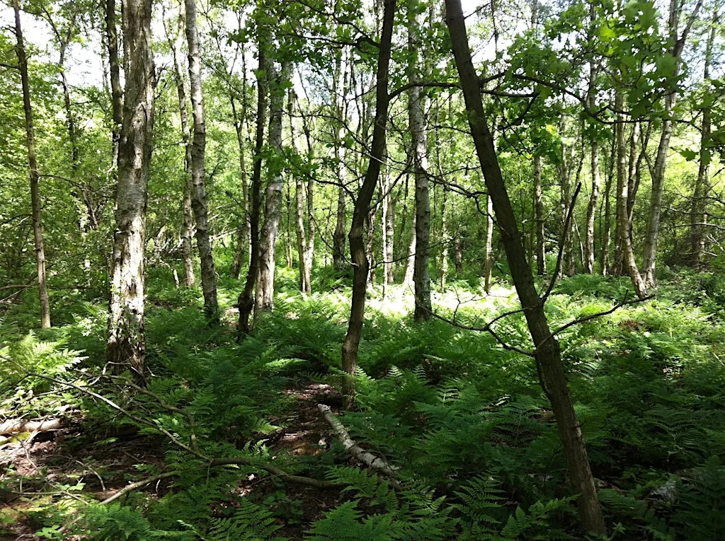 Guided Forest Bathing Morning: Autumn Wind Down at Adel Dam Nature Reserve