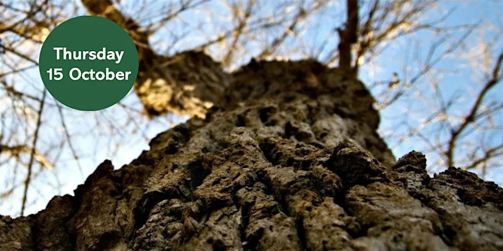 Ouse Burn Way: City Tree Trail at Star And Shadow Cinema