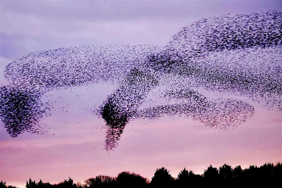 Murmuration Art Workshop