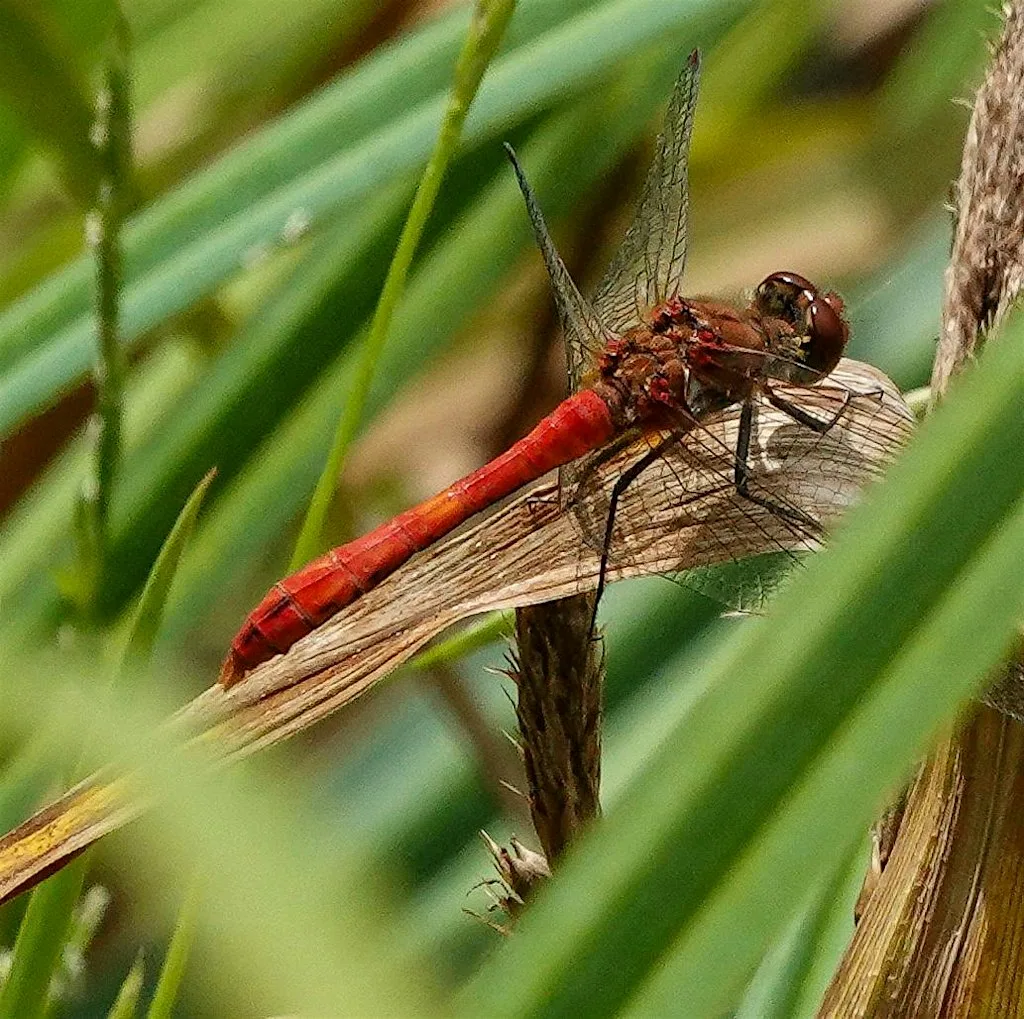 Nature Ramble in Clyne Valley, Swansea - An Intro to Biological Recording at Clyne Car Park