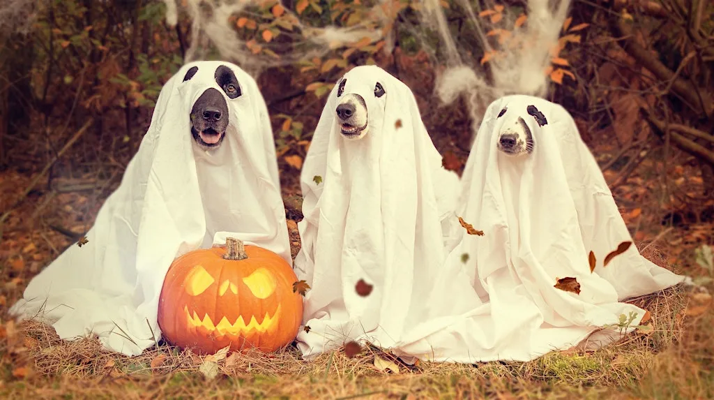 Doggy spooktacular at Weetslade Country Park