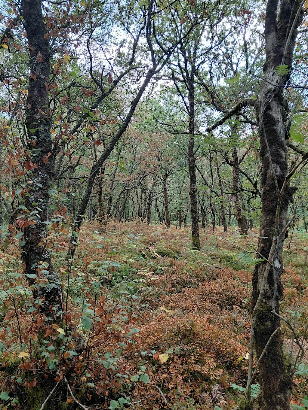 Sacred Circle work with Women for Autumn Equinox at Poole Farm