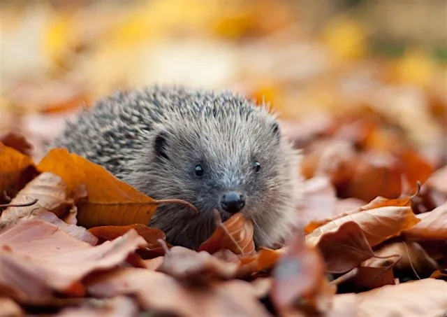 Weetslade hedgehog walk at Weetslade Country Park