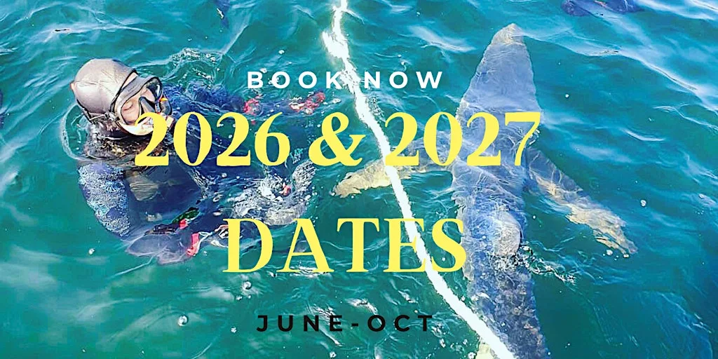 2026 and 2027 DATES TO SWIM WITH BLUE SHARK(DEPOSIT ONLY) at Albert Pier ( note! The google maps pin isn't in the correct location . We are situated on the pier - near the bus station. We are at the end of the pier - past the sailing club.