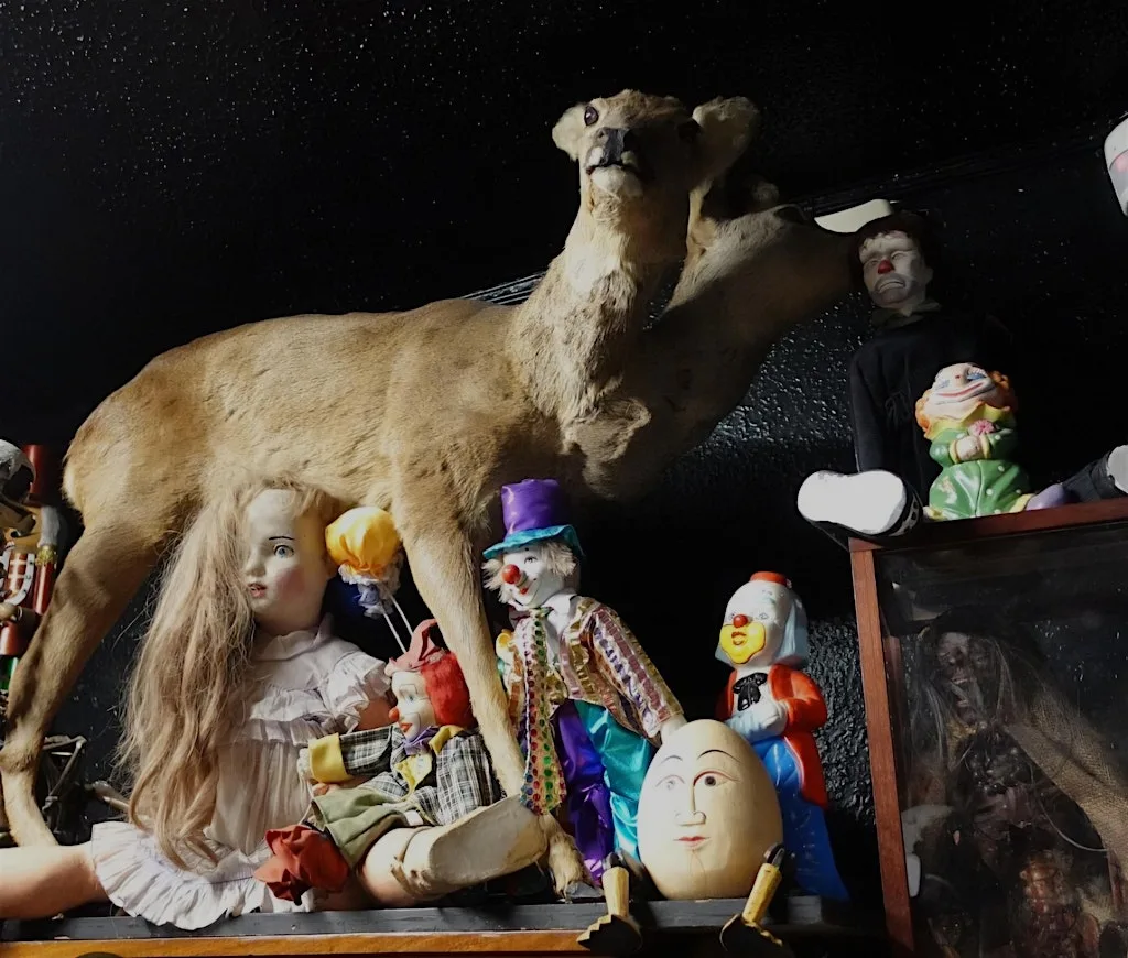 Dublin Weird Girl Society meet-up: Museum of Curiosities & picnic at Museum of Curiosities