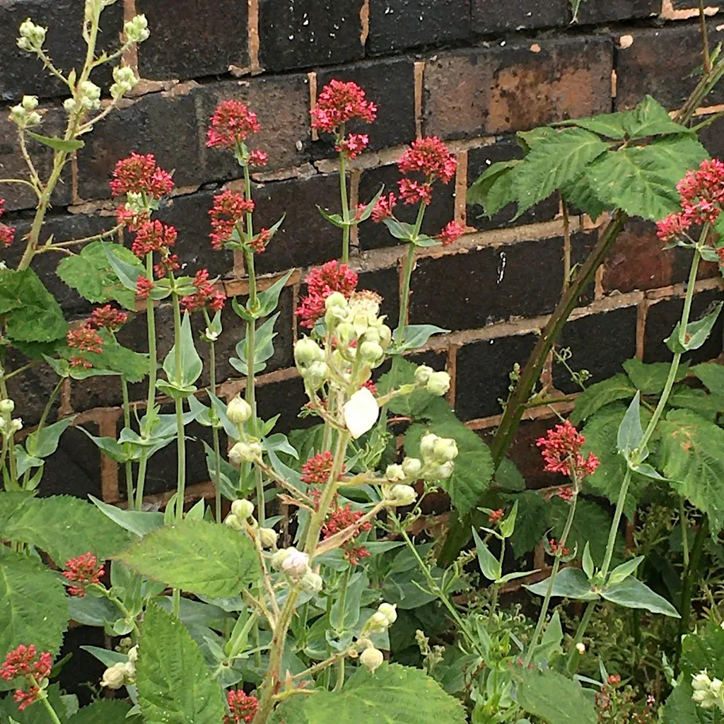 Honeybourne Line Flora Walk and Crafts at Winston Churchill Memorial Garden