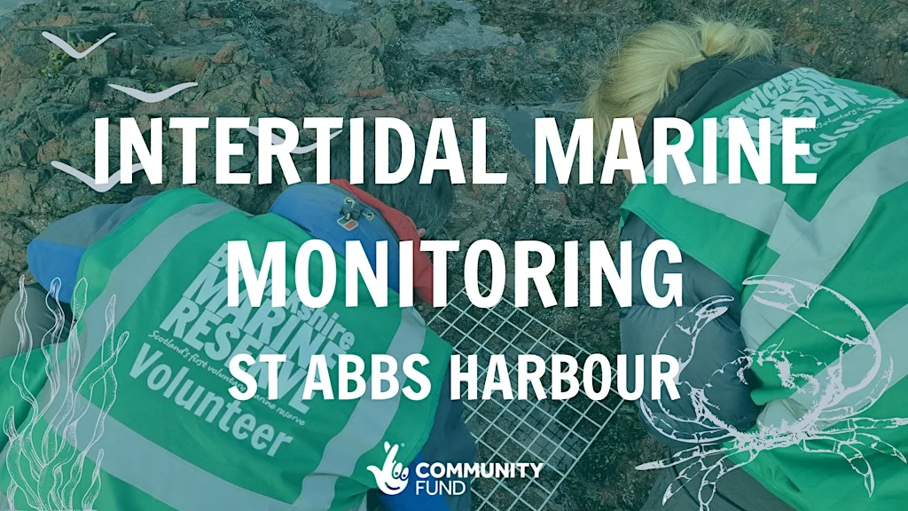 Intertidal Marine Monitoring - St Abbs at St Abbs Harbour