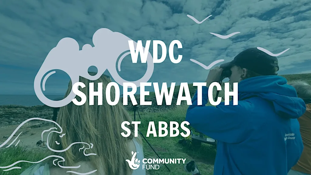 WDC Shorewatch - St Abbs at St Abbs Harbour