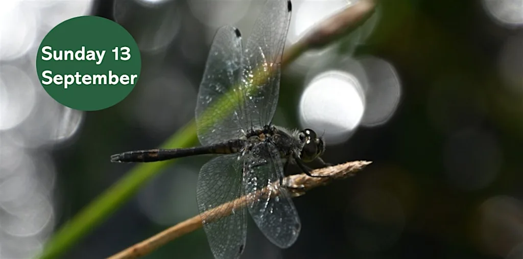 Dragonfly Walk at Gosforth Nature Reserve at Gosforth Nature Reserve