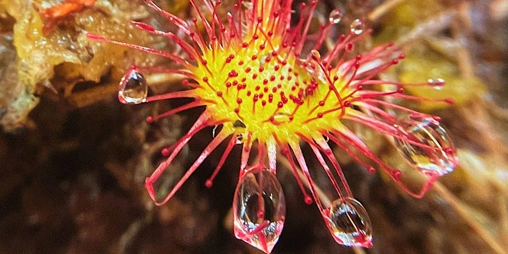 Plantasia: Go peat-free for the planet at Spit & Sawdust