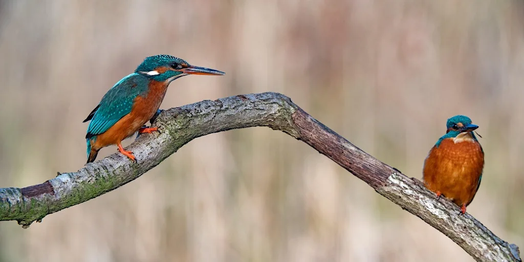 Nature Photography Course with Jack Perks at Attenborough Nature Reserve - Parking at ANC
