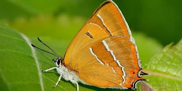 Guided butterfly walk at Stafford Road Open Space for Brown Hairstreak at Stafford Road