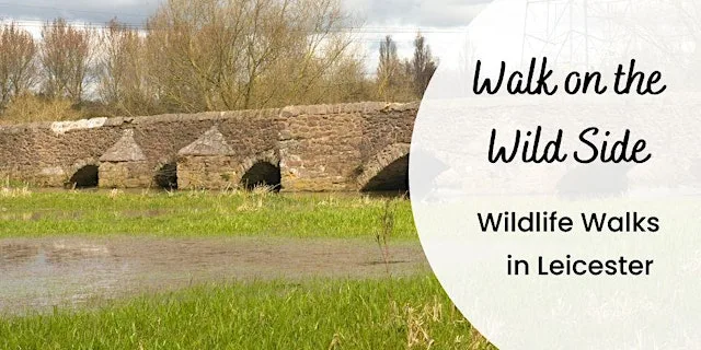 A Walk on the Wild Side - Aylestone Meadows South and Great Central Way at Aylestone Meadows Car Park - Marsden Lane