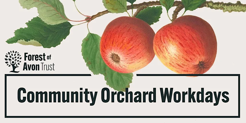 Summer pruning and Orchard care at Tormarton Crescent