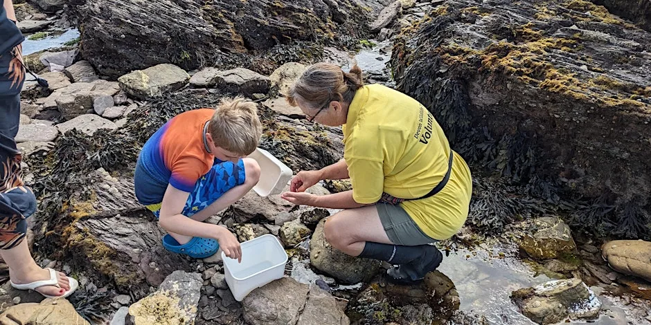 National Marine Week Rockpool Safari at Wembury Marine Centre