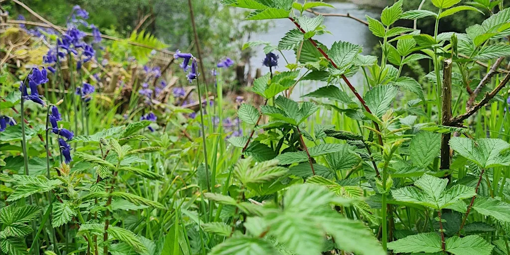 Foraging Walk - Summer at The Scottish Wool Centre