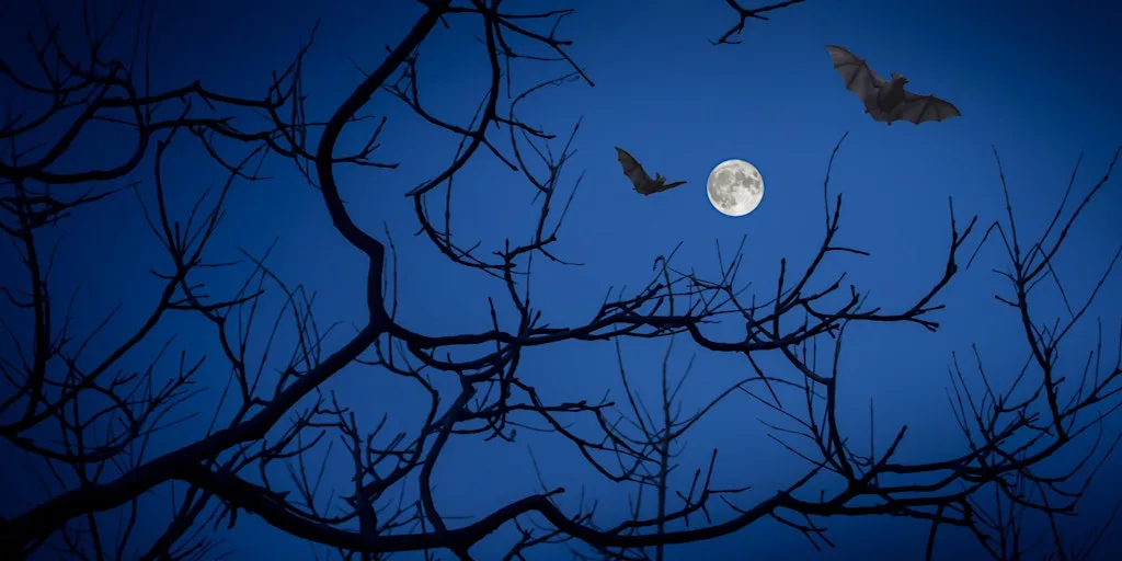 Walk & Talk: Twilight Bat Walk