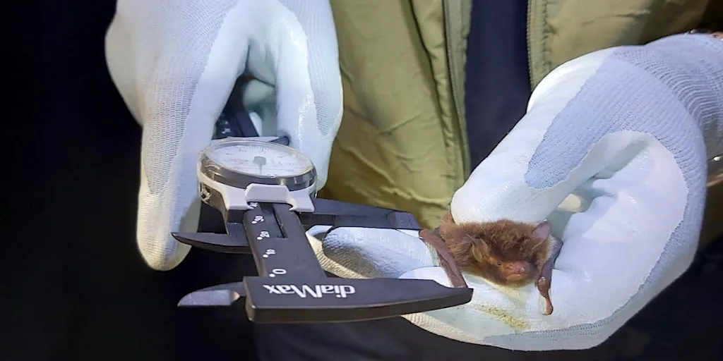 Bat Handling, Hand Netting & Endoscope Use at BatAbility Courses & Tuition