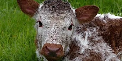 Meet the Longhorns at Oakwood Farm