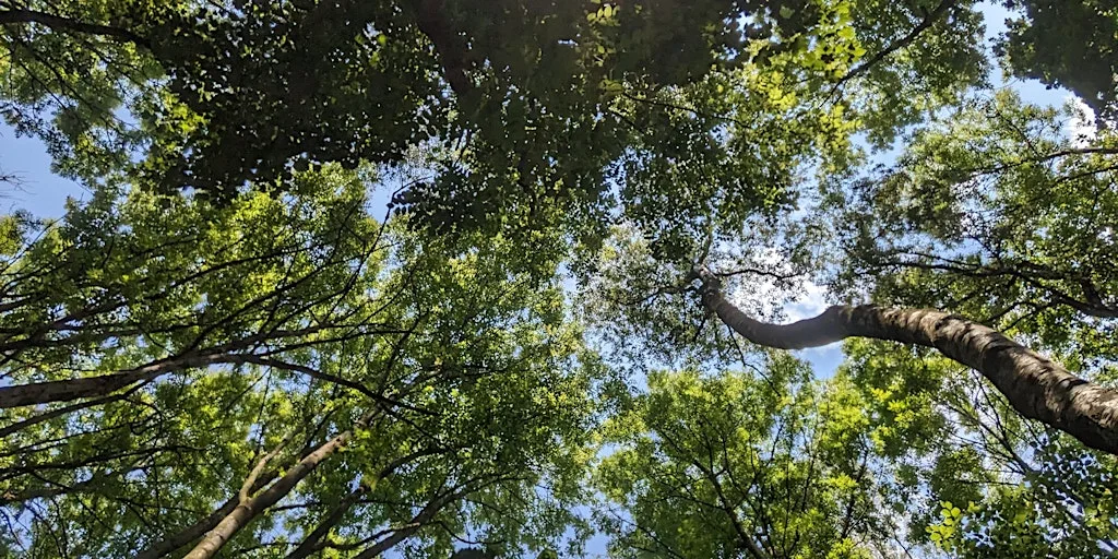 Summer Forest Bathing at Clifton Country Park at Clifton Country Park