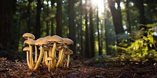 Family Fungus Walk at How Hill National Nature Reserve