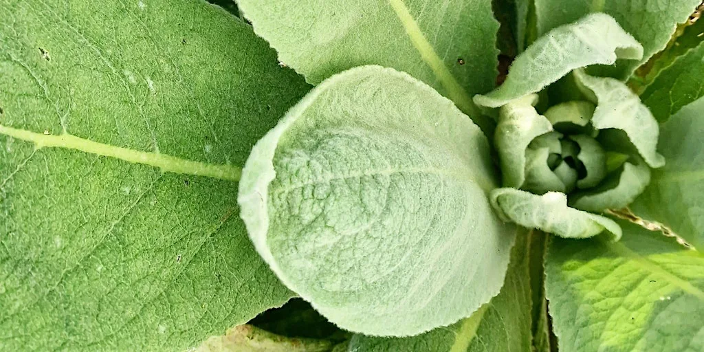 Foraging - An Introduction to our World - WORKSHOP - Forage Walk & Snacks at Urban Forage