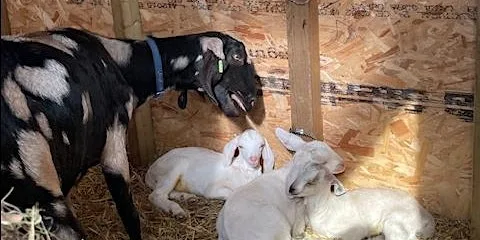 OCF Family Friendly Saturdays & Community Farming Sessions - 10am to 1pm
