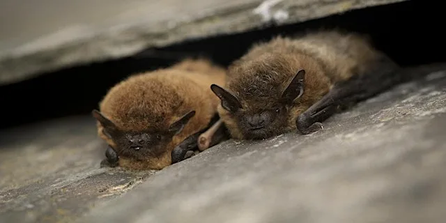 Bat Night with Jean Oudney at Scottish Wildlife Trust - Loch of the Lowes Visitor Centre & Wildlife Reserve
