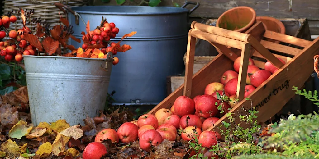 Growing fruit for beginners – including fruit trees and soft fruit at Preston Bissett Nurseries and Country Shop