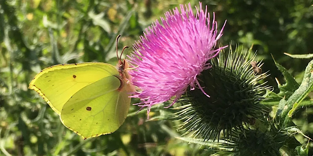 Wellesley Woodland Wildflower and Butterfly Walk at Clay Cart Car Park off Fleet Road nr Puckridge Bks (see event details for link - don't use postcode)