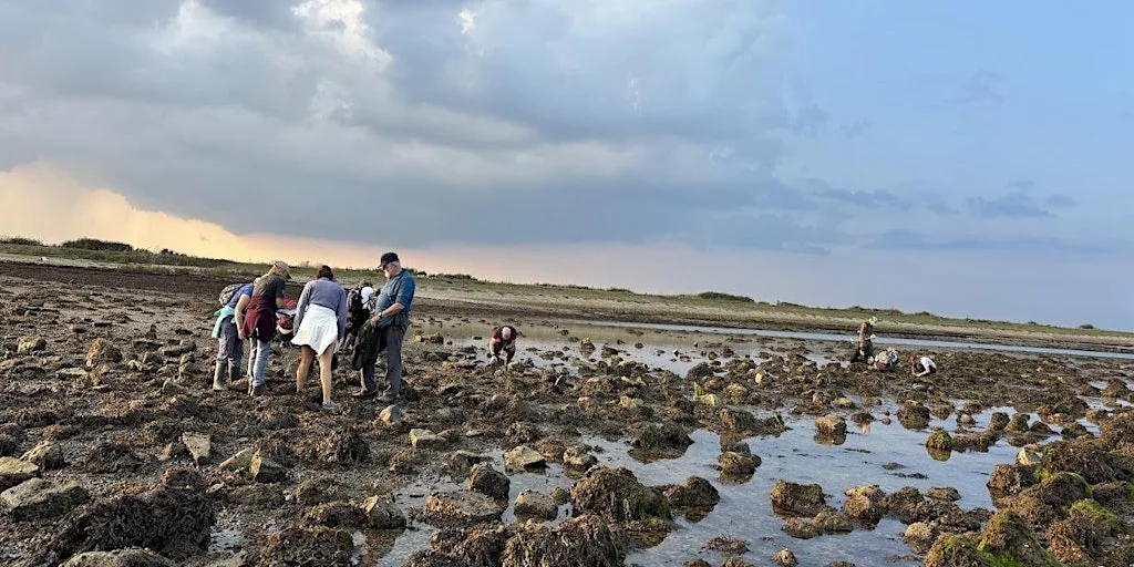 Intertidal Survey - Keyhaven at Keyhaven Marshes