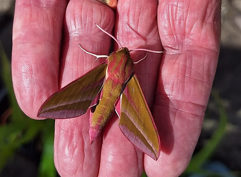 Moth Night in Childwall Woods and Fields