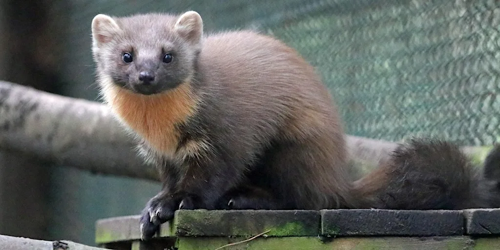 Pine Marten Ecology and Conservation
