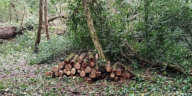 The Copse at Headstone Manor Park - Sensory Nature Walk at Headstone Manor Park