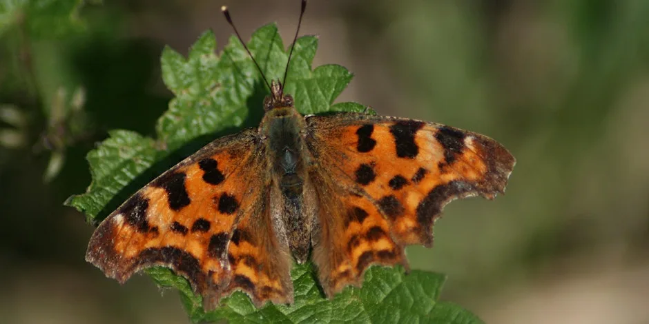 Butterfly feeder making at Ryton Pools Country Park at Ryton Pools Country Park