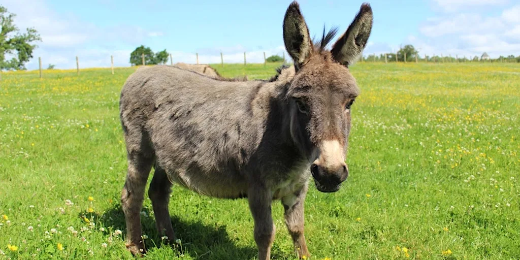 Visit The Scottish Donkey Sanctuary