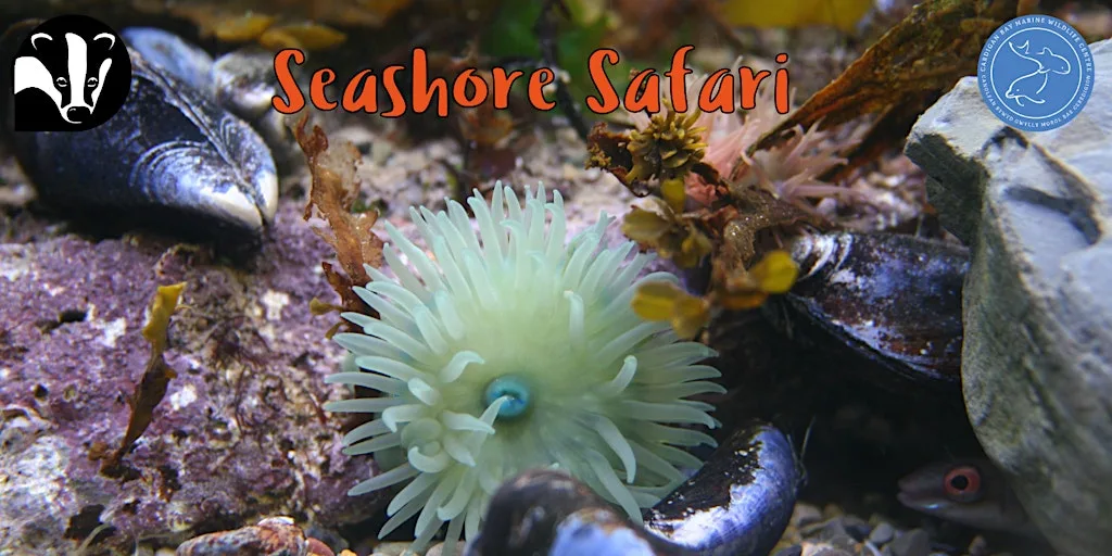 Seashore Safari at Cardigan Bay Marine Wildlife Centre