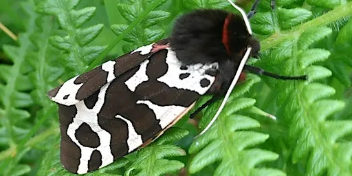 Moth Night at Scottish Wildlife Trust - Loch of the Lowes Visitor Centre & Wildlife Reserve
