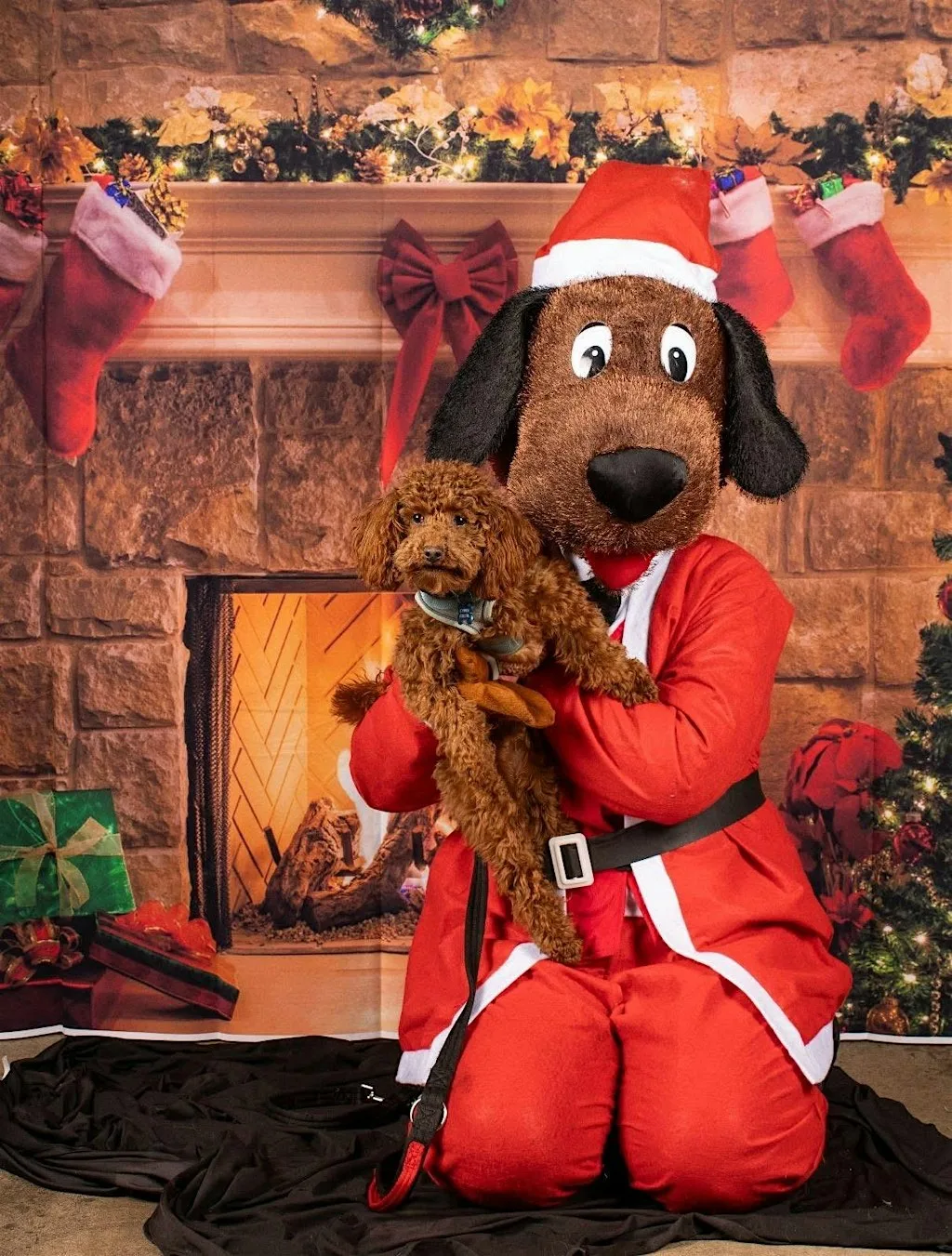 Meet and Greet with Santa Paws! at Cambridge Street Collective
