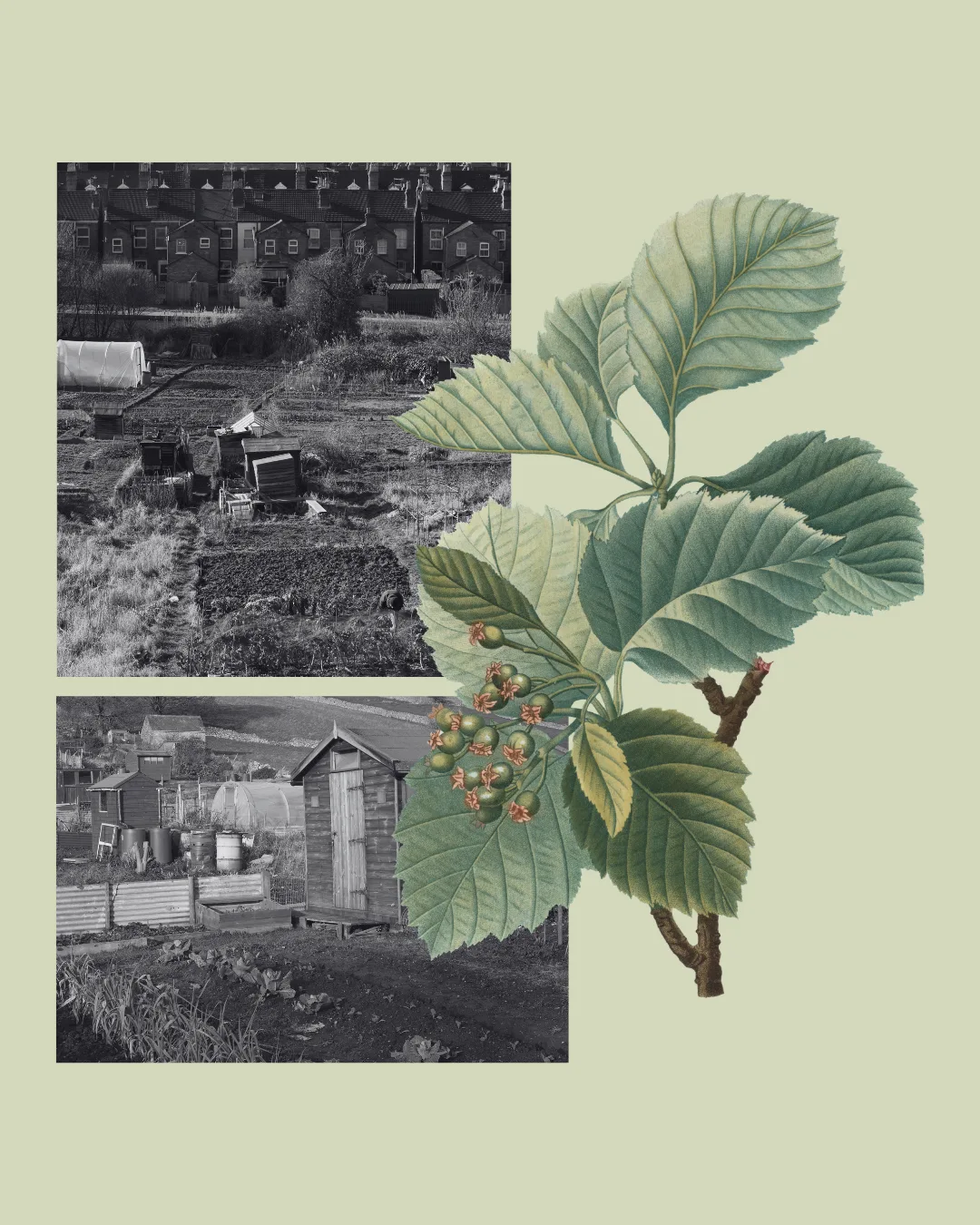 West Leeds in Bloom: A History of Gardens, Allotments and Food Growing with KVF