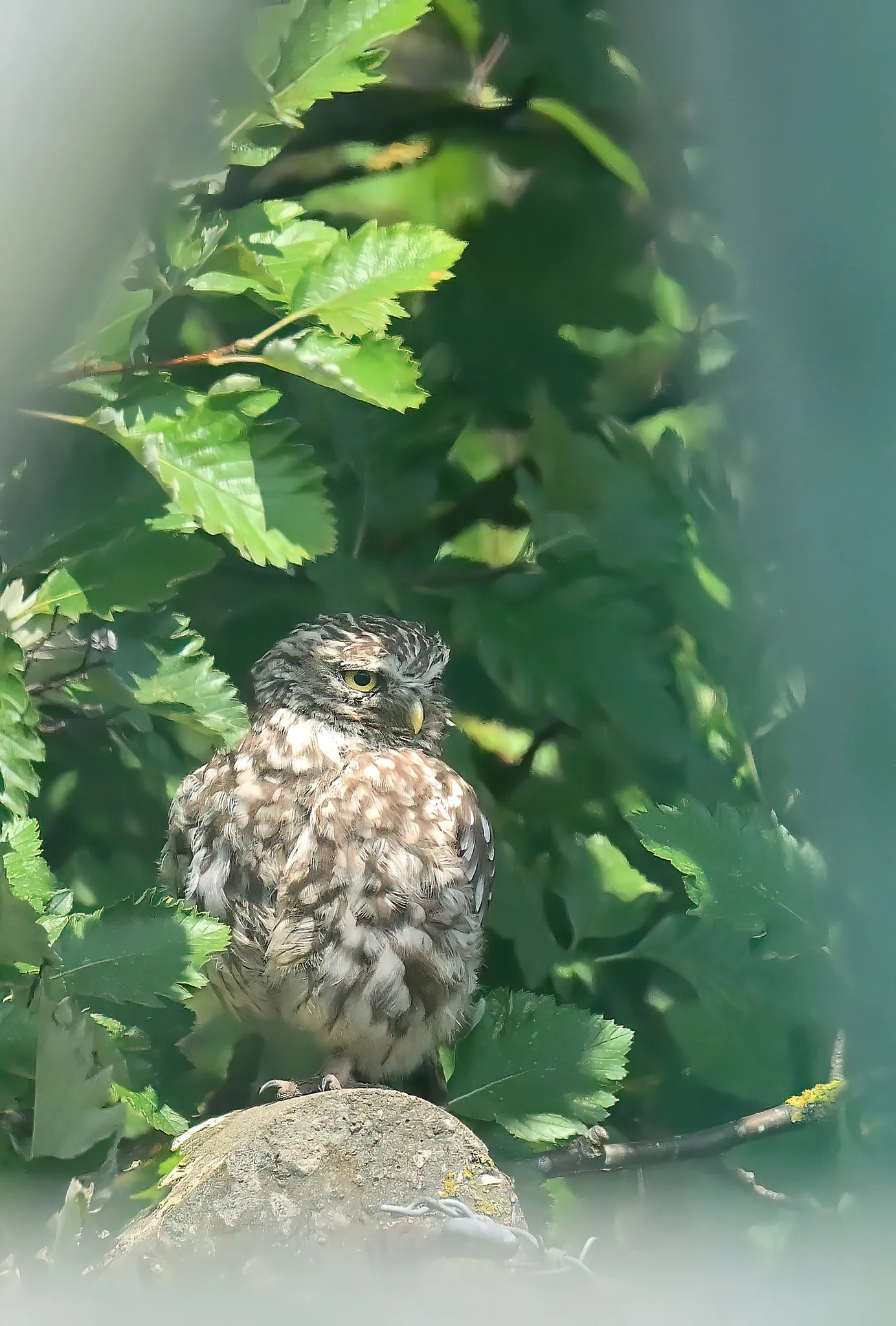 Birding for Beginner's- RSPB St Aidan's at RSPB St Aidan's
