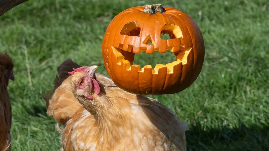 Halloween ‘Fang-tastic’ Half Term at Farmer Palmer's Farm Park at Farmer Palmer's Farm Park
