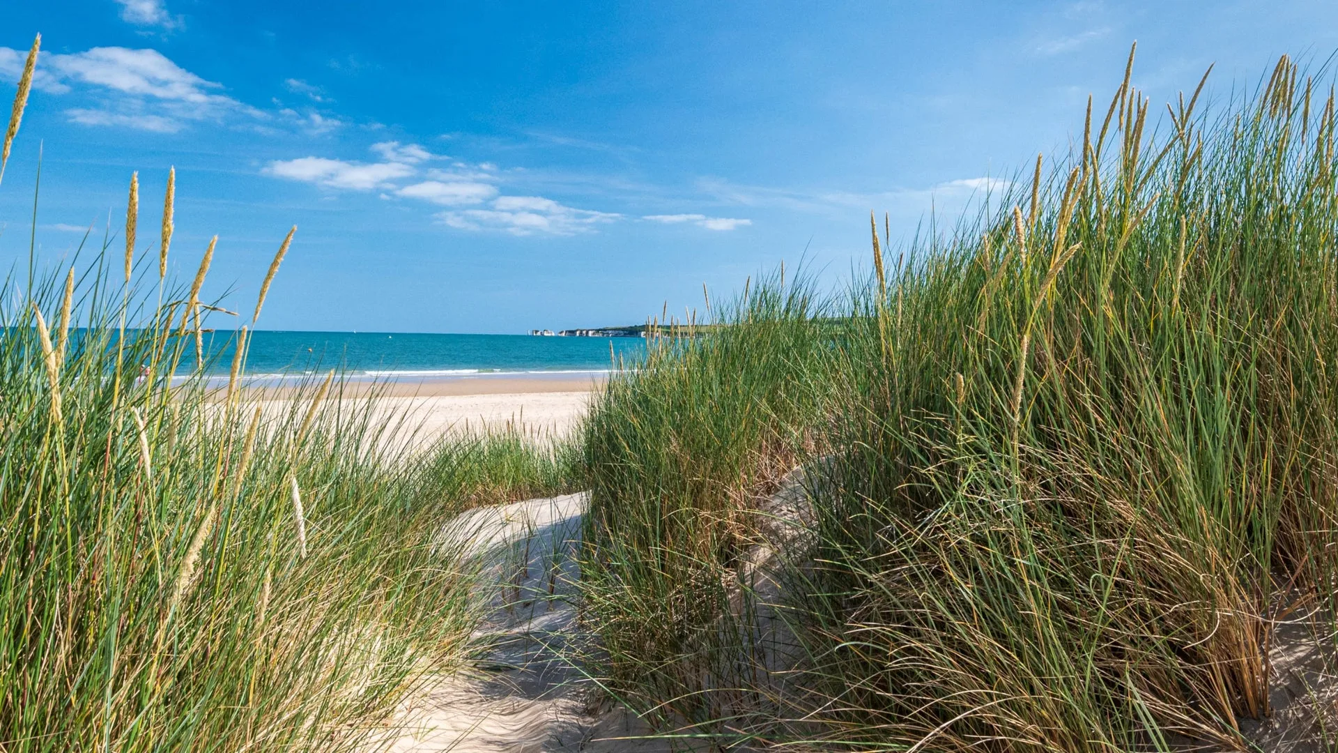 Discover the Hidden Fungi of Studland: A Guided Walk with Andy Knott at Studland Bay