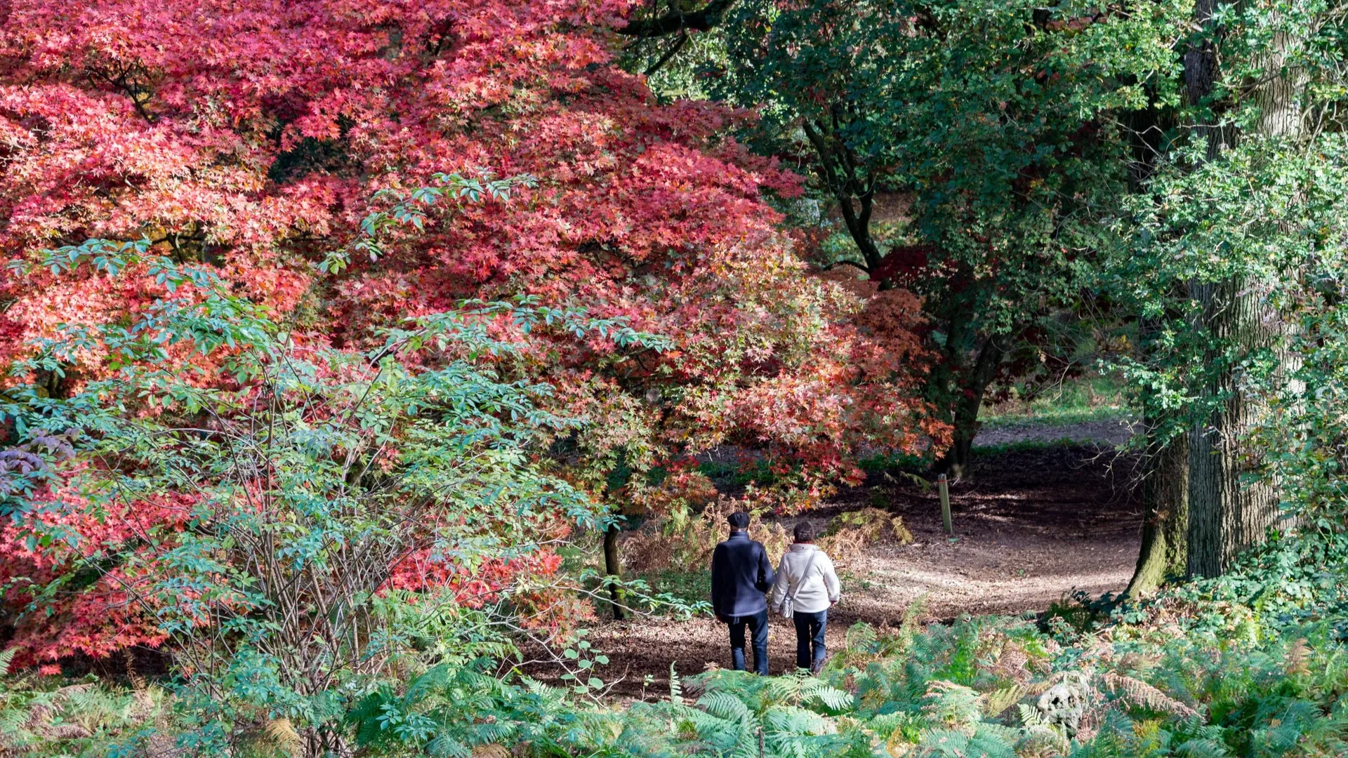 Stranger Folk digital adventure at Winkworth Arboretum at Winkworth Arboretum